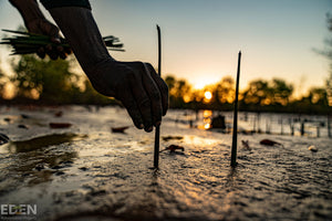 Mangroven werden aufgeforstet in Madagaskar