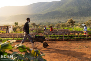 Eine Baumschule in Kenia